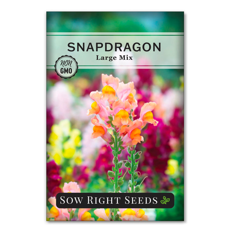 large mix snapdragon seed packet flower sow right seeds