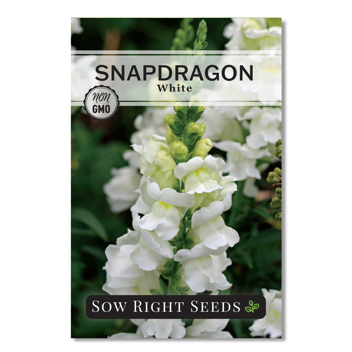 white flower seed dragon nest White Snapdragon Seeds