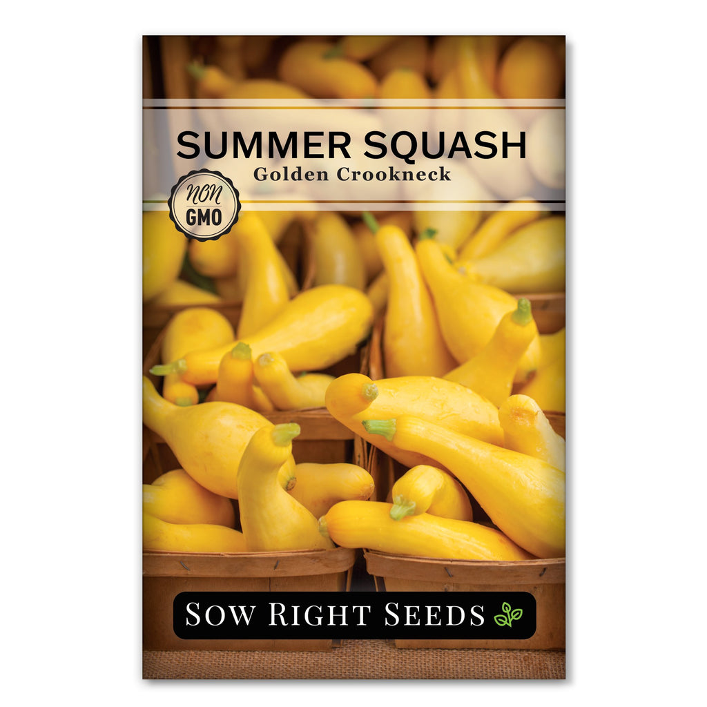 planting yellow crookneck squash seeds Golden Crookneck Summer Squash