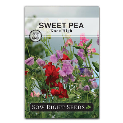 knee high sweet pea seed packet flowers sow right seeds