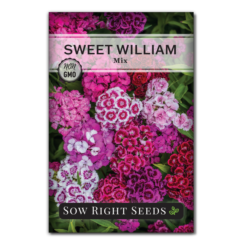 Sweet William | Dianthus Single Mix – The Seed Company by E.W. Gaze Sweet William | Dianthus Single Mix – The Seed Company by E.W. Gaze