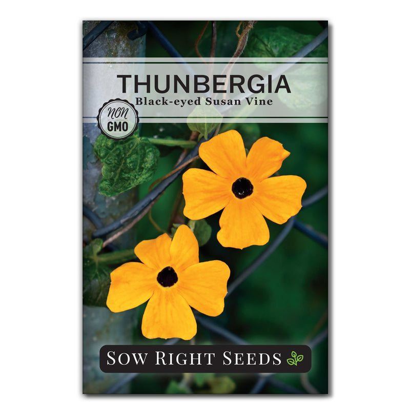 Black Eyed Susan Vine Thunbergia Seeds