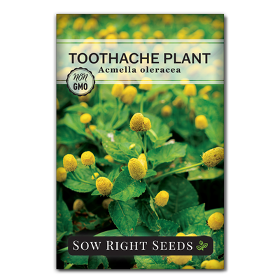 toothache plant acmella oleracea seed packet herbs sow right seeds