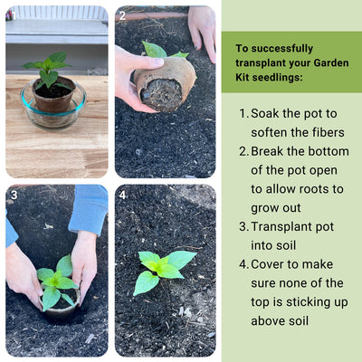 to successfully transplant your garden kit seedlings soak the pot to soften the fibers break the bottom of the pot open to allow roots to grow out transplant pot into soil cover to make sure none of the top is sticking up above soil