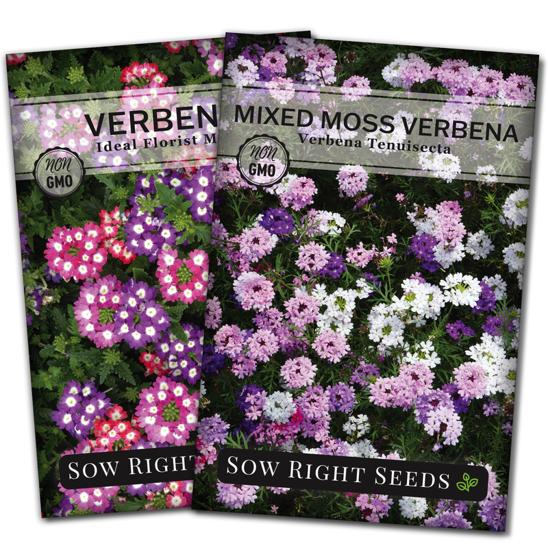 Verbena Collection