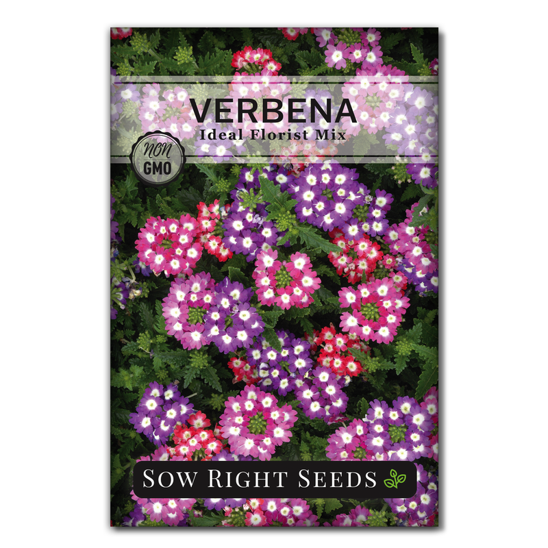 Verbena Collection