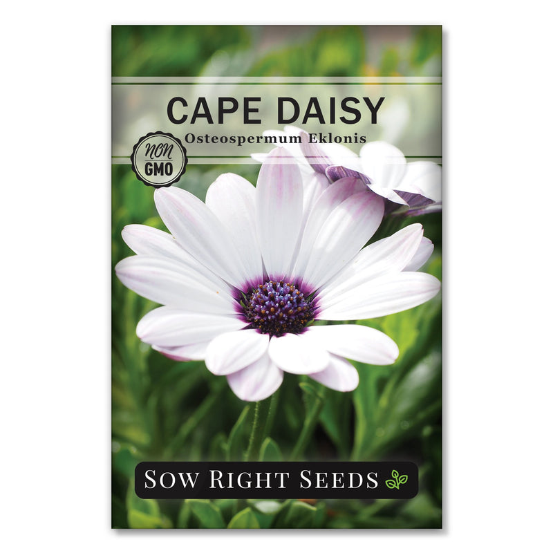 cape daisy seed packet