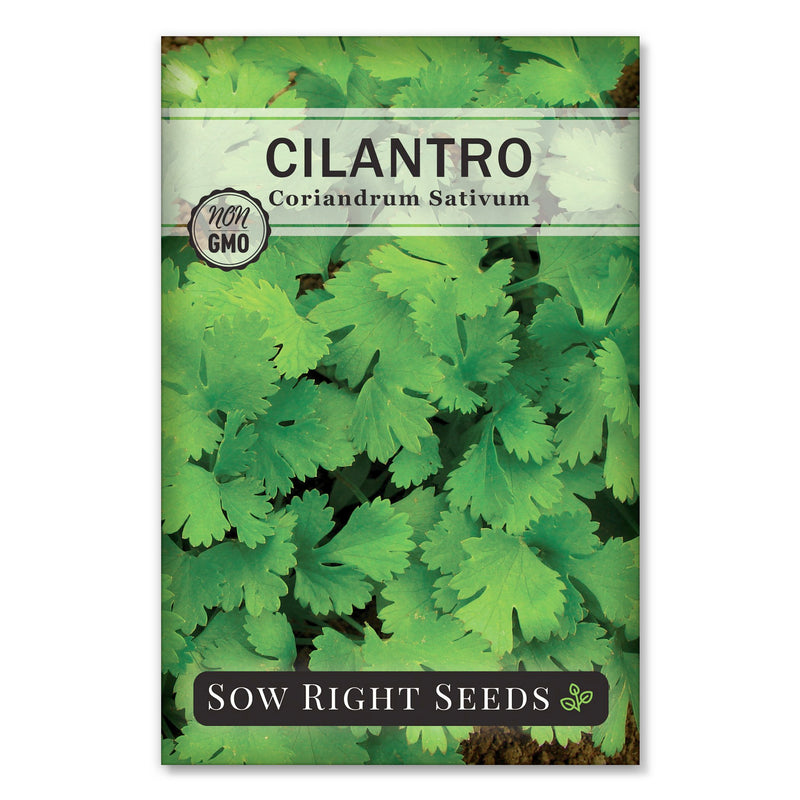 cilantro seeds