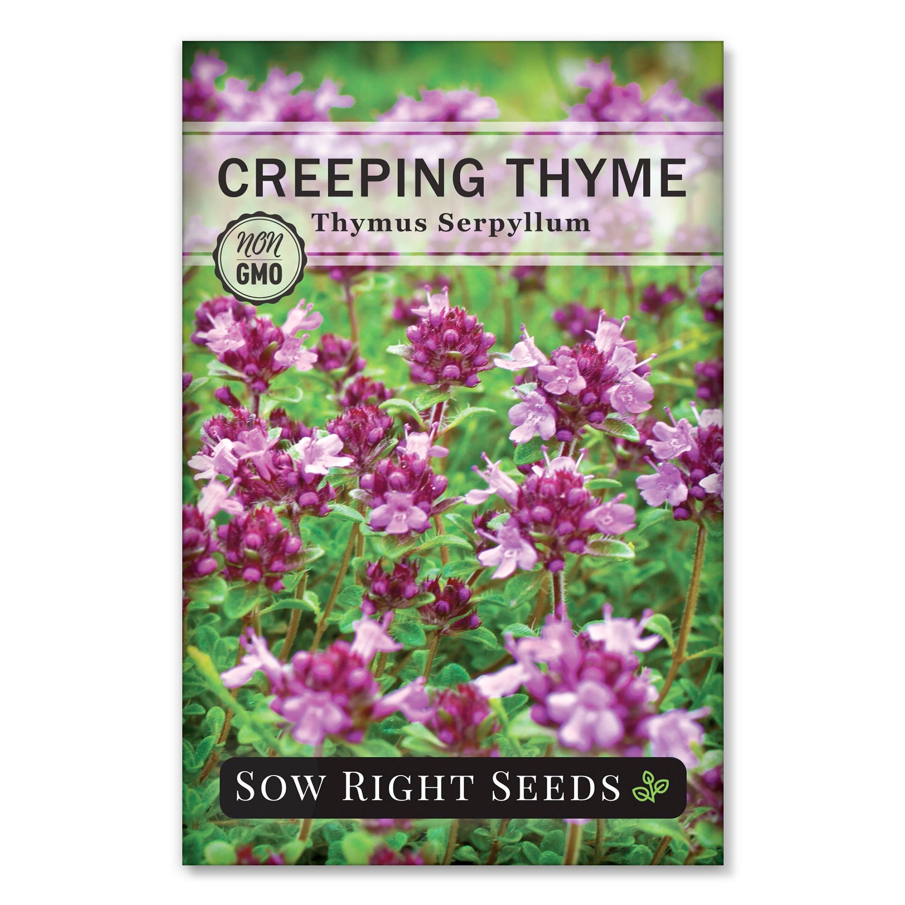 Thyme Seed Collection | Unique Combination of Flowers and Herbs – Sow ...