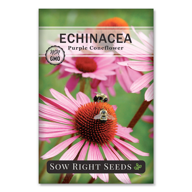 echinacea purple coneflower seeds