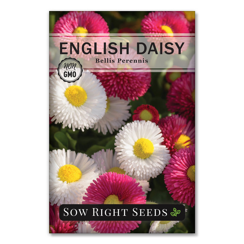 english daisy seed packet