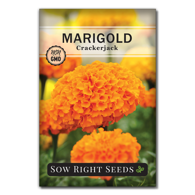 Marigold Collection