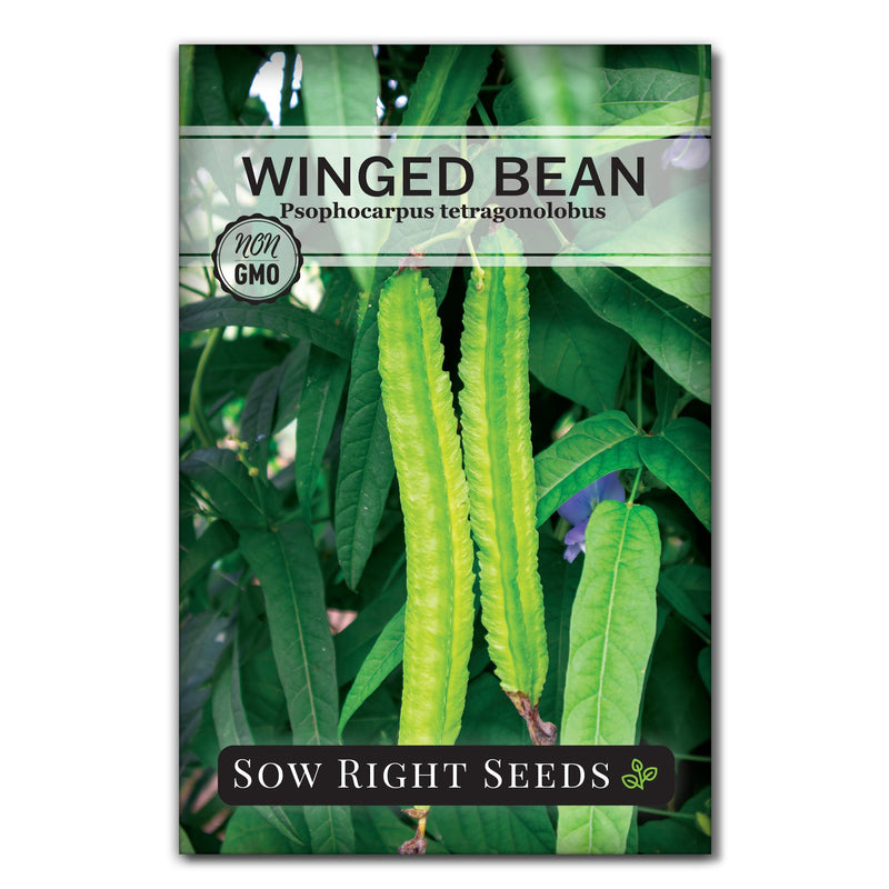 winged bean seed packet vegetables sow right seeds