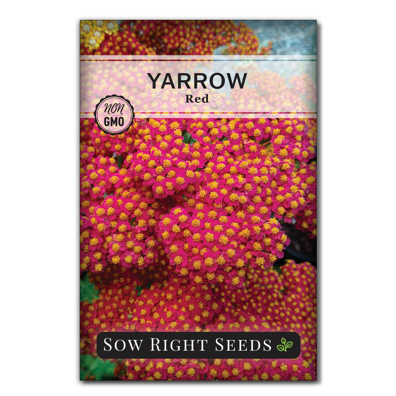 Red Yarrow