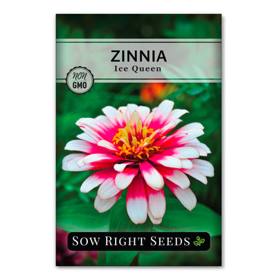 ice queen zinnia seed packet sow right seeds