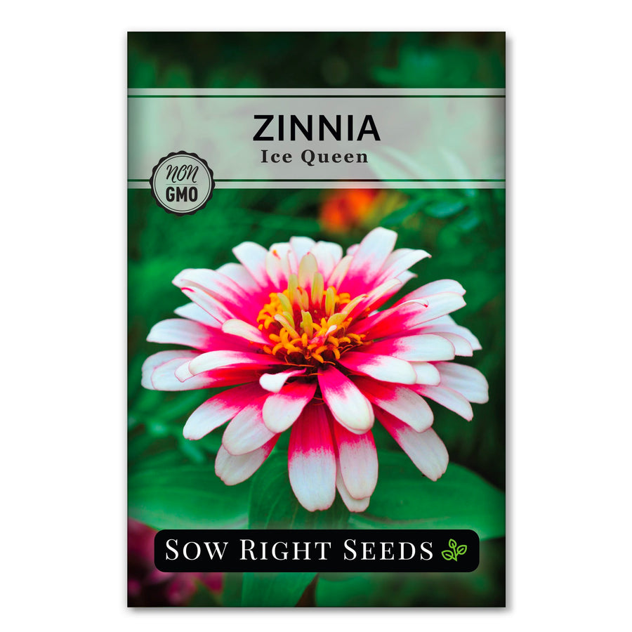最終値下げ新品soor ploom DunesDress Zinnia 8y Zinnia Seeds | 100% Non-GMO | Organic, Heirloom, & More