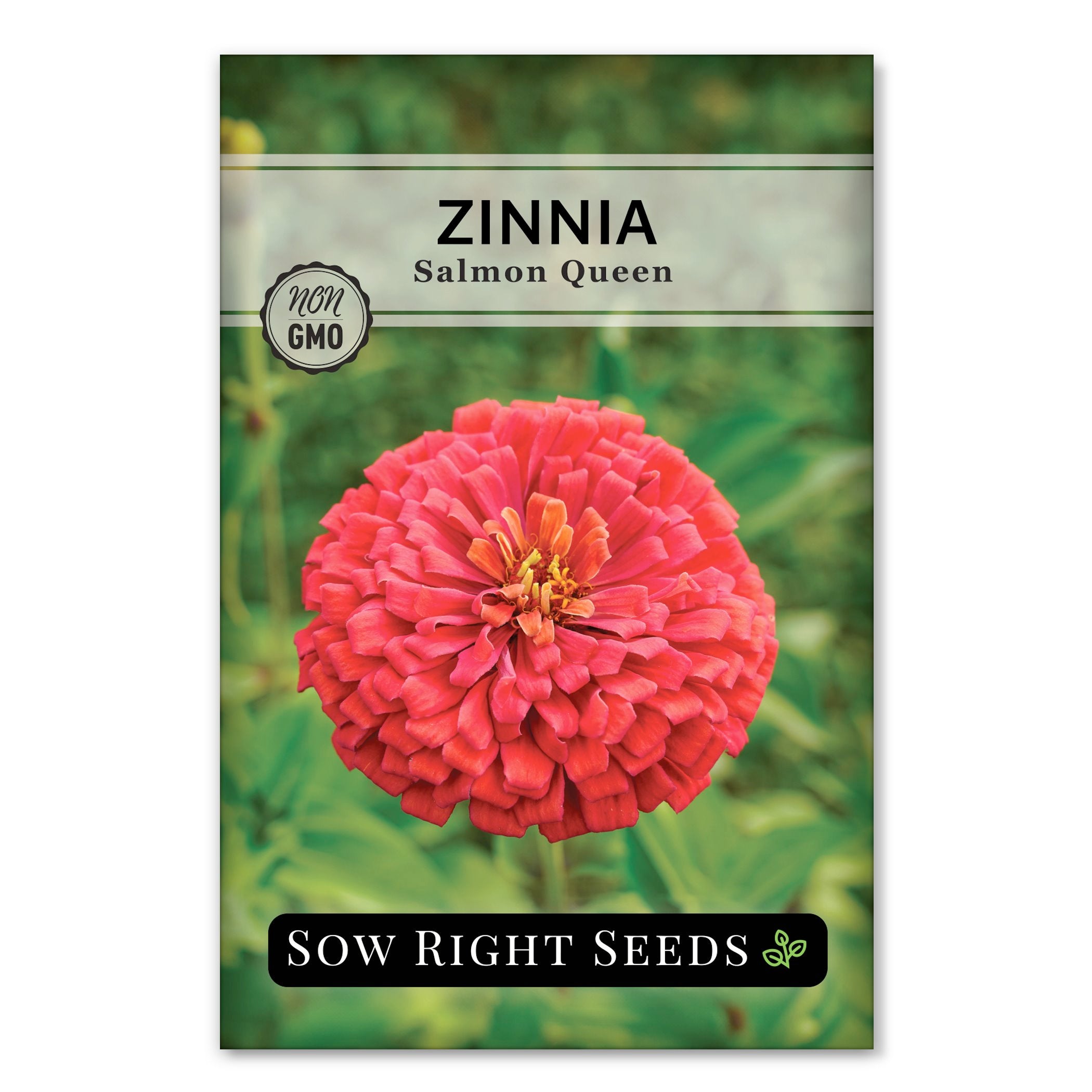Salmon Queen Zinnia – Sow Right Seeds