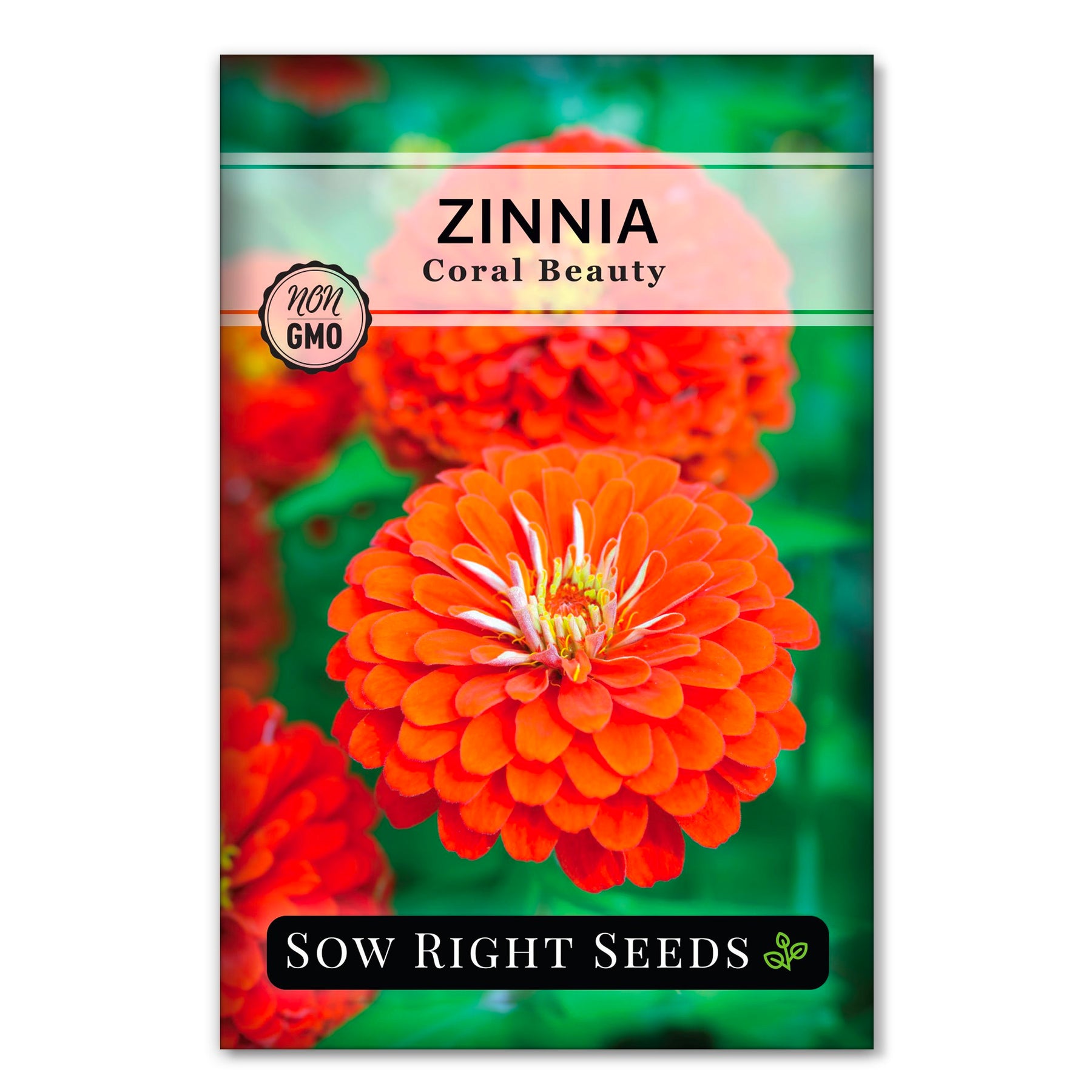 Rare Zinnia Seed Collection 