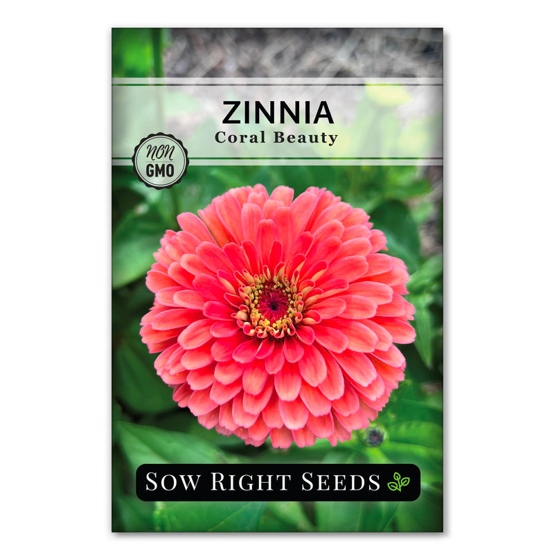 coral beauty zinnia seeds