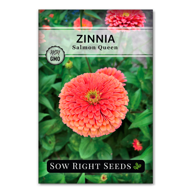 salmon queen zinnia seed packet flowers sow right seeds