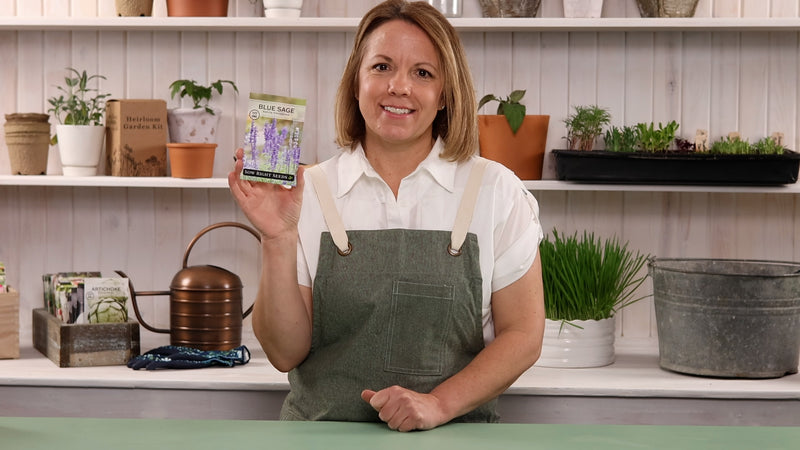 blue sage product video why you should grow blue sage seeds sow right seeds video media