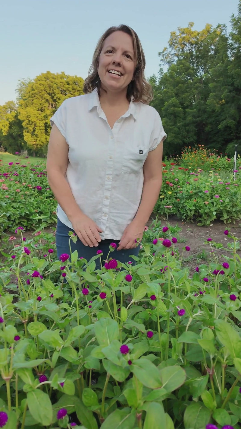 Purple Globe Amaranth (Gomphrena) Seeds