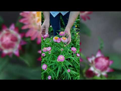 Tall Mixed Strawflower