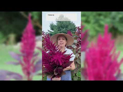 Red Garnet Amaranth