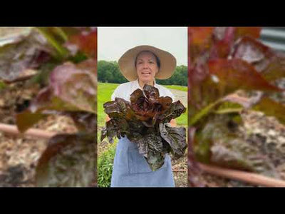 Red Romaine Lettuce