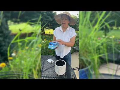 Lemon Grass Seeds