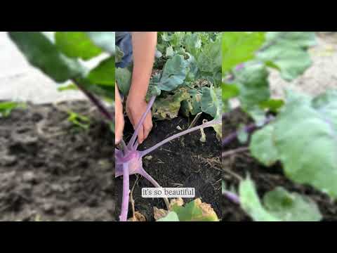 Purple Vienna Kohlrabi