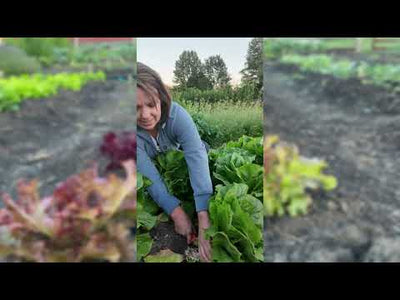 Giant Caesar Lettuce