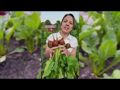 Golden Globe Beet