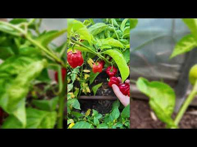 Habanero Red Pepper Seeds