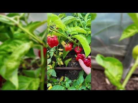 planting habanero seeds Habanero Red Pepper Seeds for Planting