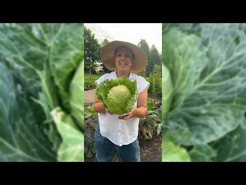 Copenhagen Market Cabbage