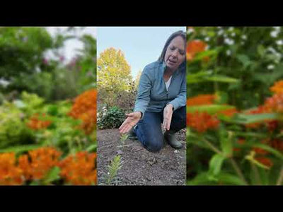 Butterfly Milkweed