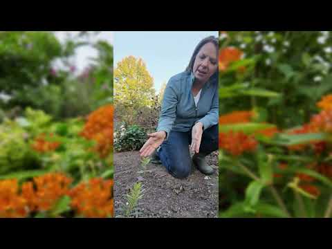 Butterfly Milkweed