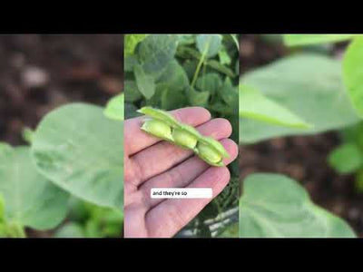 Chiba Green Soy Bean Seeds