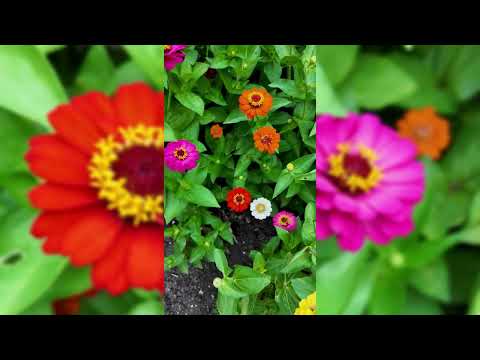 Thumbelina Zinnia