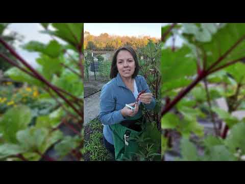 Burgundy Okra