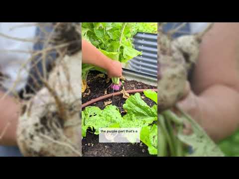 Purple Top Turnip