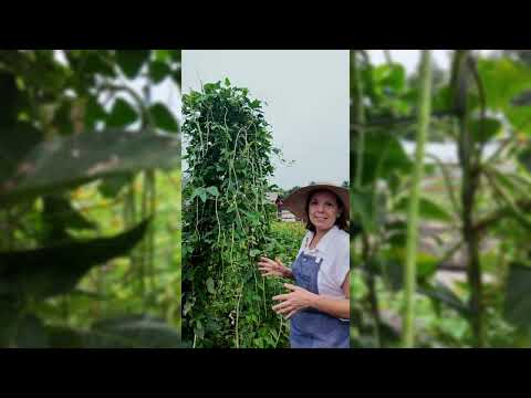 Asparagus Yard Long Bean Seeds