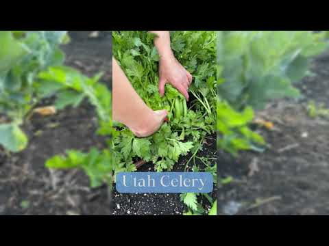 Utah Celery