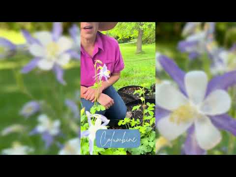 Blue Columbine