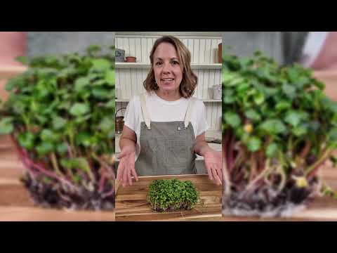 Microgreens Radish