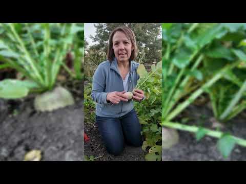 Watermelon Radish
