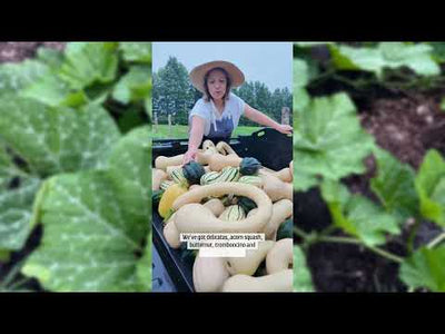 Tromboncino 'Rampicante' Squash