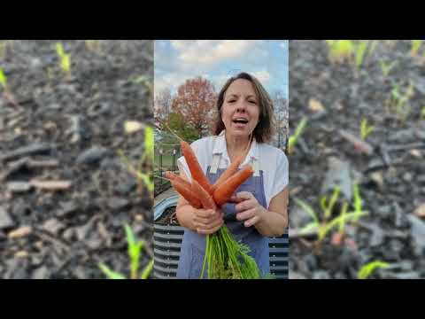 preparing carrot seeds for planting Kuroda Carrot Seeds for Planting