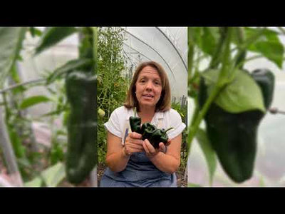 Poblano Pepper Seeds